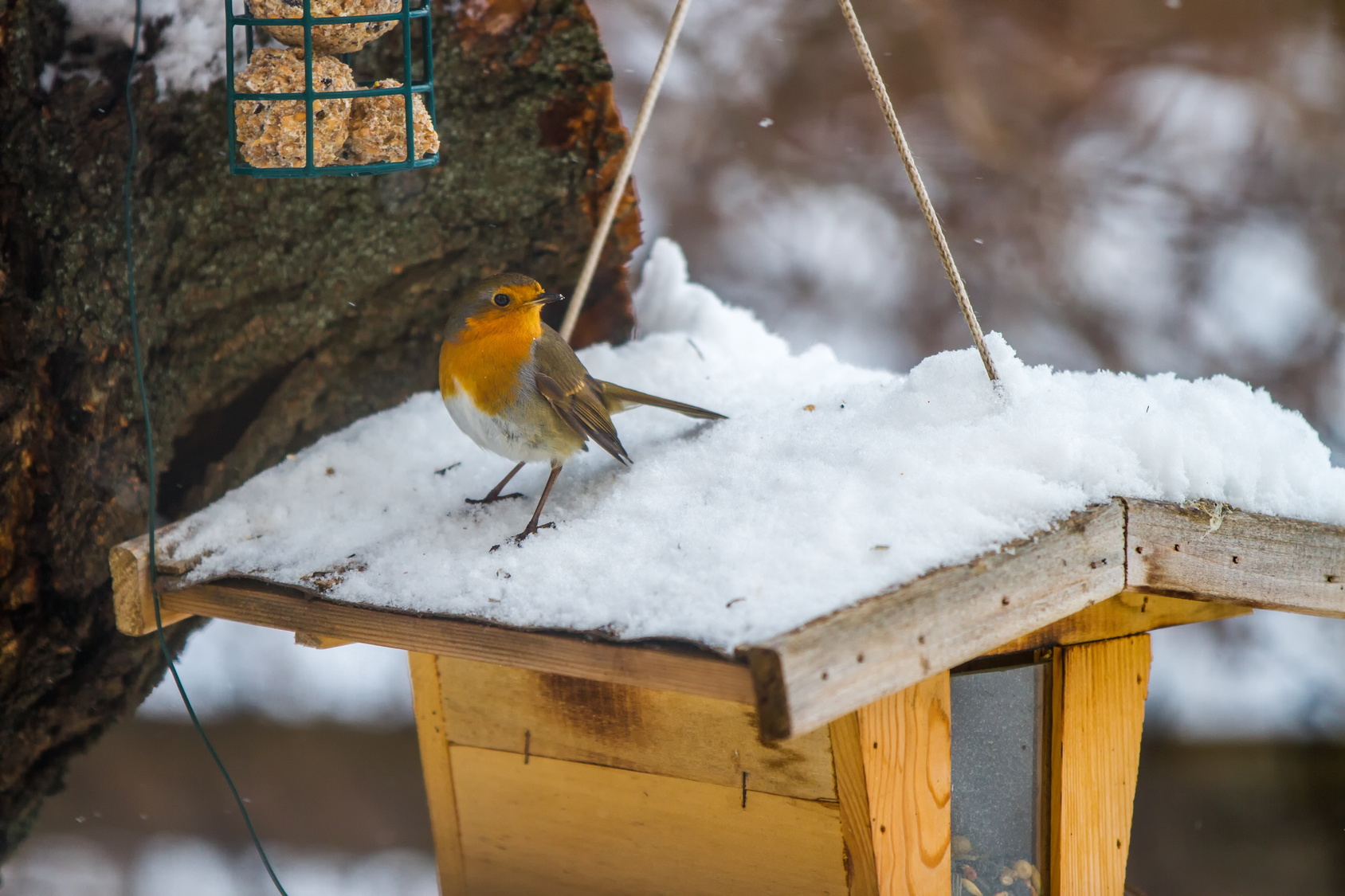 Le gîte et le couvert pour nos oiseaux en hiver