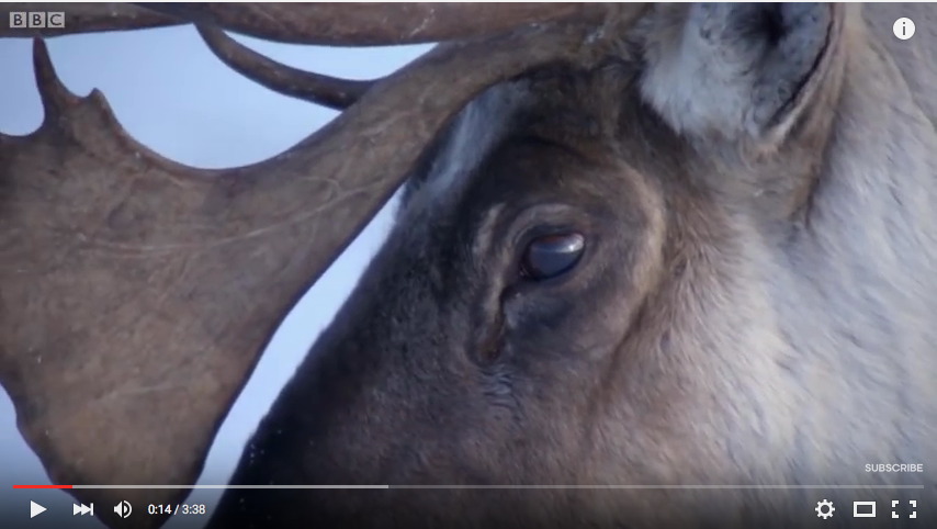 Vidéo BBC caribous