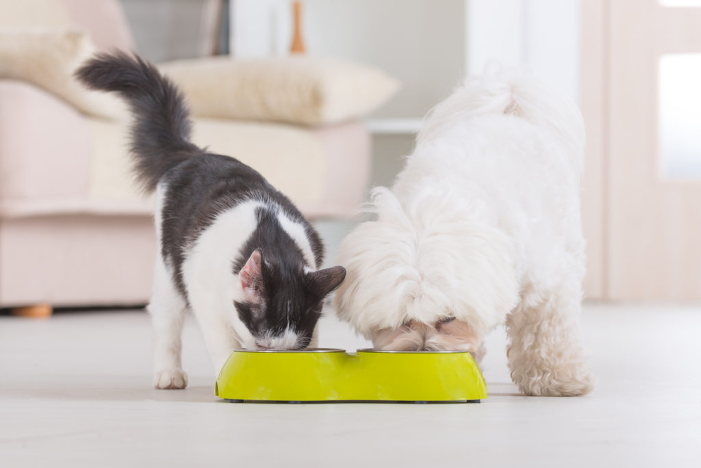 alimentation chien et chat bio