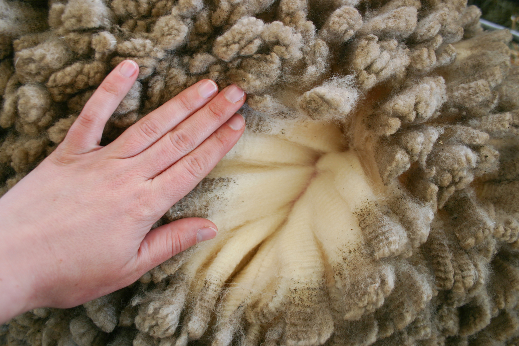 Les pouvoirs magiques de la laine de mérinos