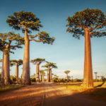Le baobab, un arbre aux multiples bienfaits