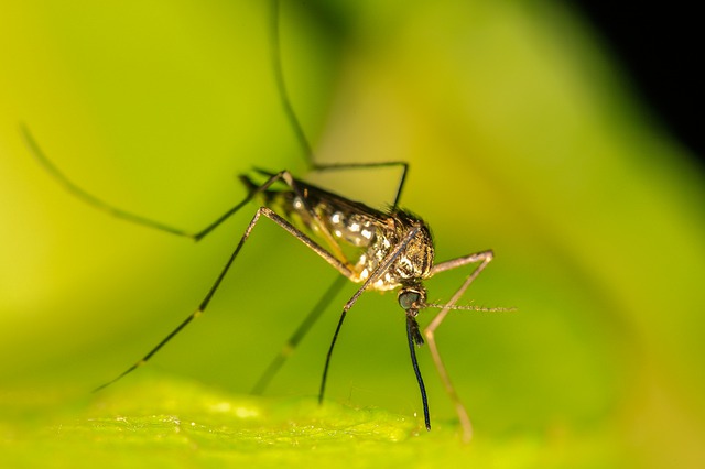 Quelles solutions naturelles contre les moustiques ?