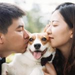 Journée internationale du chien : prenons soin de nos amis canins