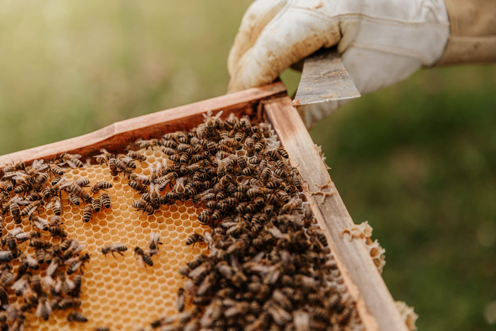 Journée mondiale des abeilles 2023 : des pollinisateurs essentiels
