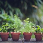 Plantes aromatiques à cultiver chez soi